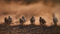 120 - URGING HORSES - WU YI - china